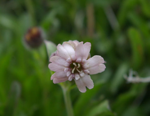silene andicola flor